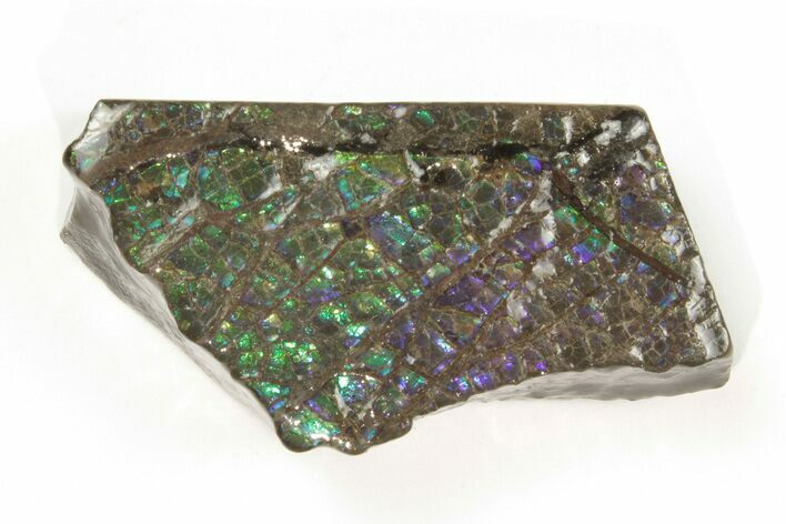 Iridescent Ammolite (Fossil Ammonite Shell) - Rare Purple Color #202386